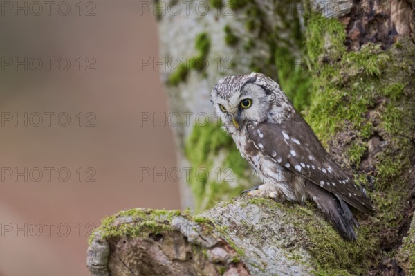 Great Horned Owl (Aegolius funereus) Bavaria, Germany, Europe