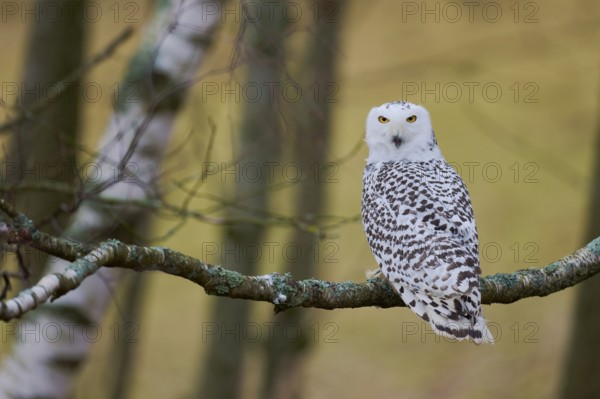 Snowy owl on branch (Bubo scandiacus) captive, Czech Republic, Europe