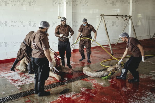 Camel slaughter (halal), Salalah slaughterhouse, Dhofar, Oman, Asia