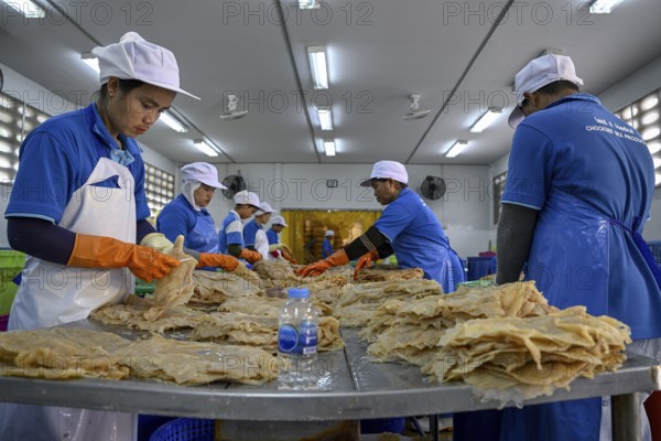 Employees of the company Chockdee Sea Products prepare dried jellyfish for export, Min Buri, near