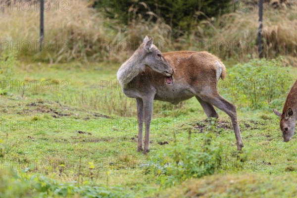 A severely injured red deer hind (Cervus elaphus) licks the large wounds on her chest