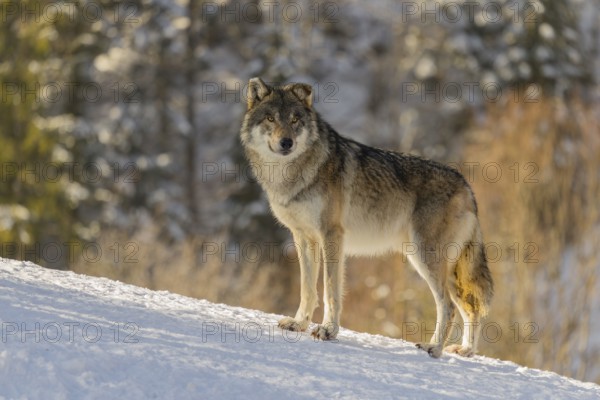 An adult male grey wolf (Canis lupus lupus) stands on a sloping, snow-covered meadow at the edge of