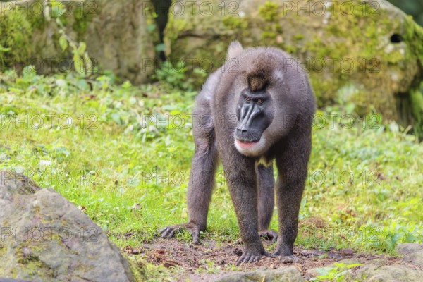 An adult male drill (Mandrillus leucophaeus) stands on the green forest floor, looking around