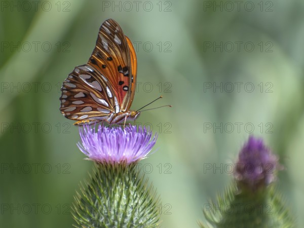 Butterfly of the species Gulf fritillary (or Dione vanillae) on a thistle, Buenos Aires, Argentina,