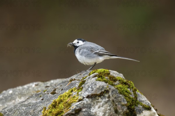 White wagtail (Motacilla alba) sitting on a rock, Bavaria, Germany, Europe
