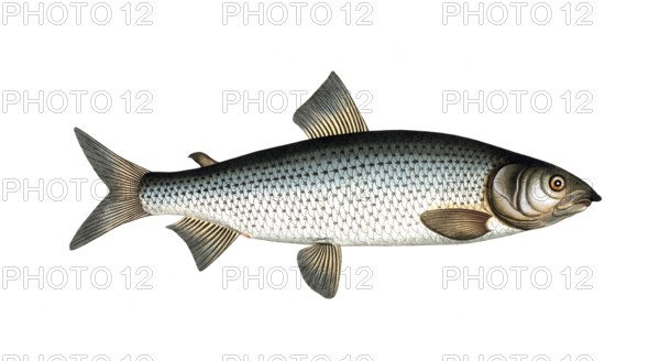 Fish, Fish, Salmon family, Salmo lavaretus, Houting, Atlantic salmon, Atlantic salmon family,