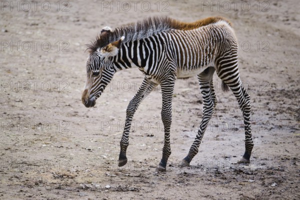 Grévy's zebra (Equus grevyi), youngster, Germany, Europe