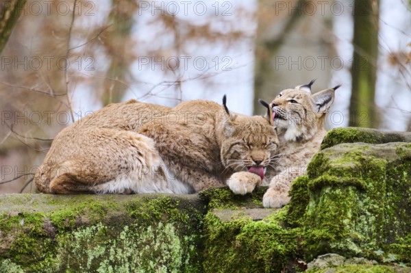 Eurasian lynx (Lynx lynx) mother with her youngster lying on a rock, Bavaria, Germany, Europe