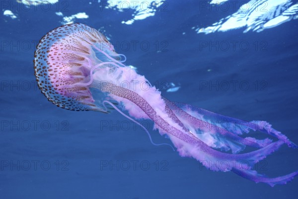 Luminous jellyfish (Pelagia noctiluca) with long, flowing tentacles in blue water, dive site Cap de