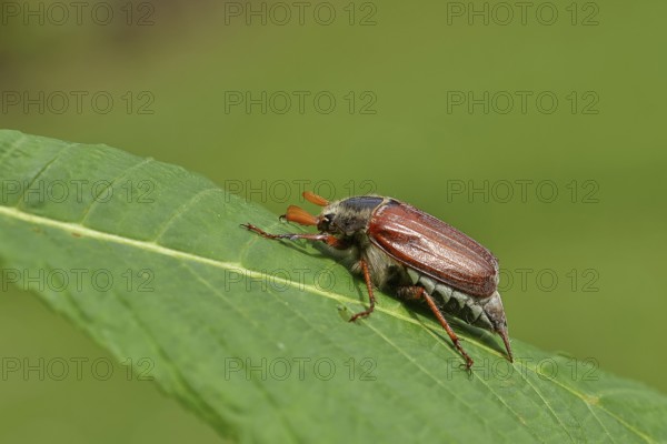 Wood cockchafer (Melolontha hippocastani), male, on leaf of a horse chestnut (Aesculus