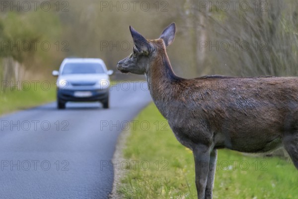 Symbolic image Danger due to deer crossing: A deer stands on a country road with an approaching car