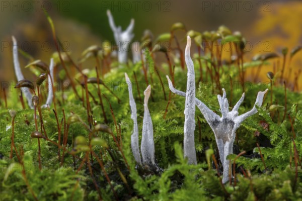 Candlestick fungus, candlesnuff fungus, carbon antlers, stag's horn fungus (Xylaria hypoxylon) on