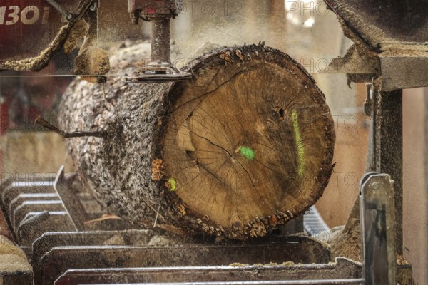 Solingen, North Rhine-Westphalia, Germany - Oak logs on the bandsaw in the sawmill, construction