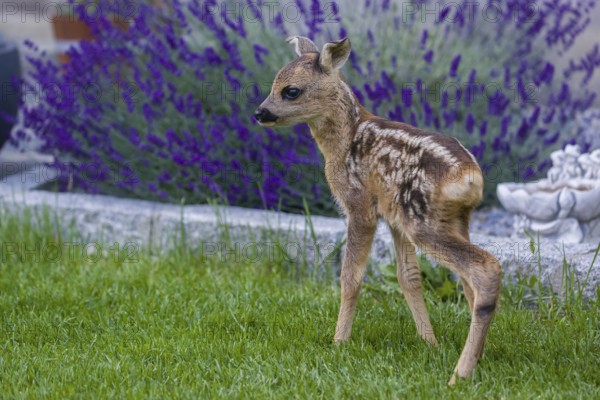 A fawn (Capreolus capreolus), standing in a garden. Hand raised orphan