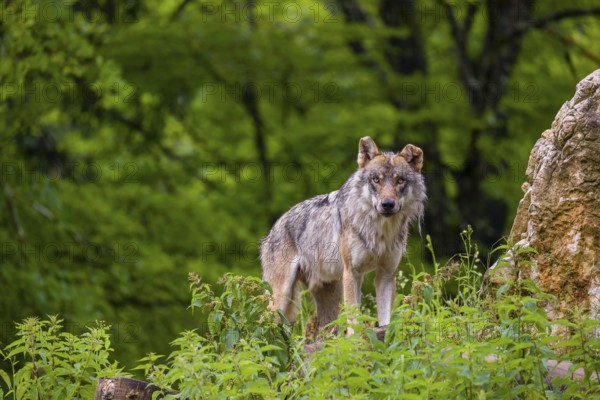 A eurasian gray wolf (Canis lupus lupus) stands on a grassy hill with a green forest in the