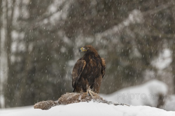 One golden eagle (Aquila chrysaetos) sitting on a carcass of a red fox on a snowy meadow during