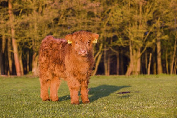 One Highland calf (Bos primigenius) taurus) stands on a meadow