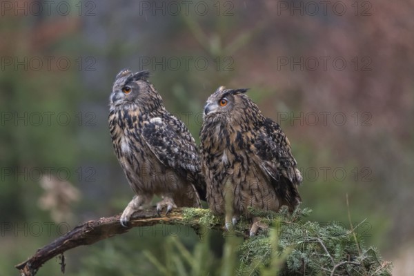 One female and one male Eurasian Eagle Owl, Bubo bubo, perched on a branch. A forest in autumn