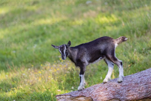 One Tauernschecke goatling, Capra aegagrus hircus, standing on a tree trunk lying on meadow