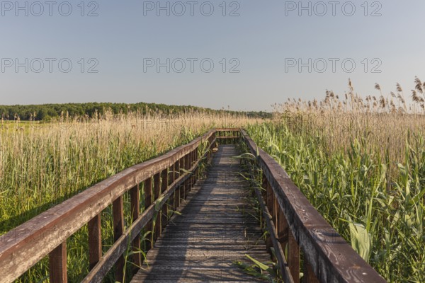 Boardwalk through the Narew Nationalpark in NE Poland. Tall reed grass on a clear and sunny day