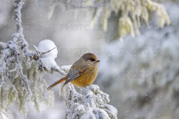 Siberian jay (Perisoreus infaustus, Corvus infaustus) perched in spruce tree in snow covered taiga