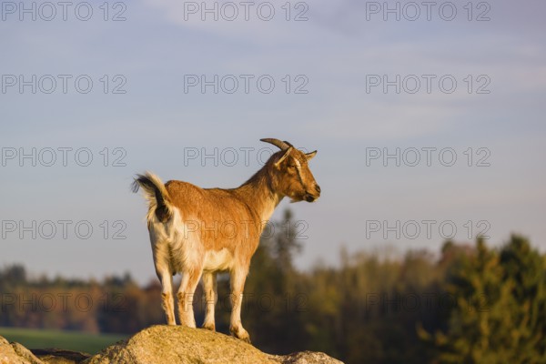 An African Pygmy goat Capra aegagrus hircus) stands on top of a rock, looking around