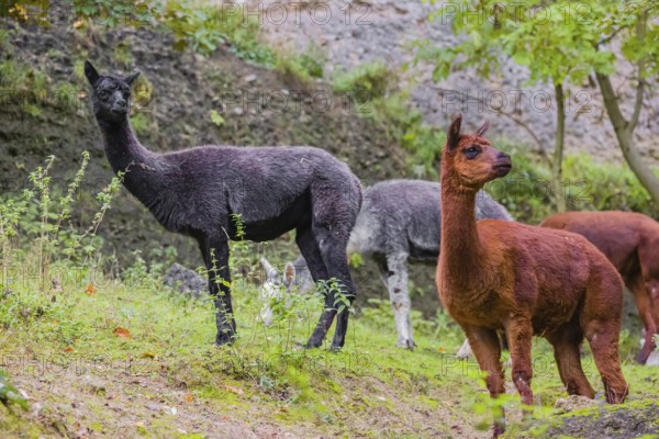 A small herd of brown and grey Alpaca (Vicugna pacos) stand on hilly ground in front of a rock wall