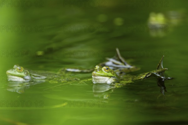 Edible frog (Pelophylax esculentus) in a little lake in the water, Bavaria, Germany, Europe