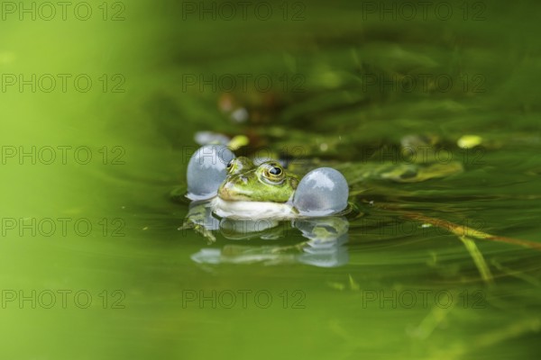 Edible frog (Pelophylax esculentus) in a little lake in the water, Bavaria, Germany, Europe