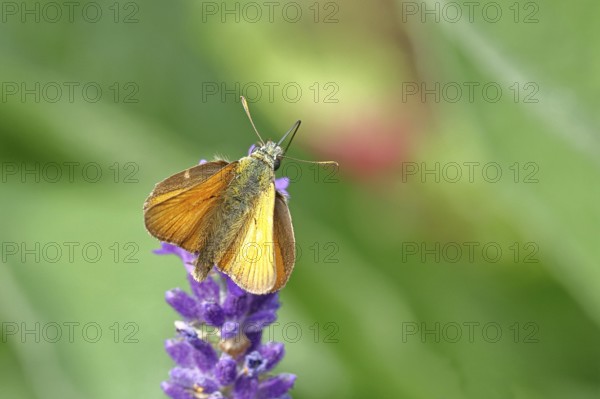 Large skipper (Ochlodes venatus), collecting nectar from a flower of Common lavender (Lavandula