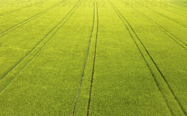 Drone image, grain field with lanes on the field, from above, agriculture, Innviertel, Upper