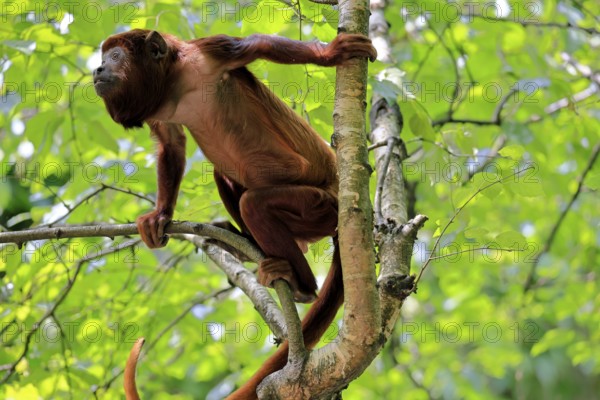 Brown howler (Alouatta guariba), adult, on tree, alert, South America