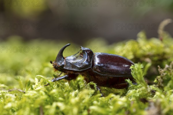 Rhinoceros beetle (Oryctes nasicornis), male, Oberhausen, Ruhr area, North Rhine-Westphalia,