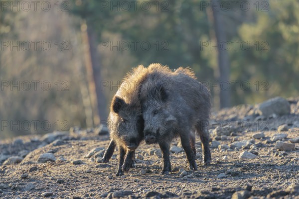 Two young wild boars (Sus scrofa) play fighting and dominance on a frozen field on a sunny day. A