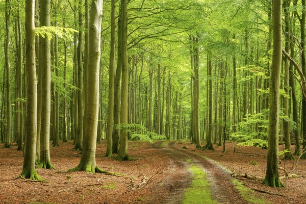 Hiking trail through near-natural old beech forest (Fagus sp.), Stubnitz forest area, Jasmund