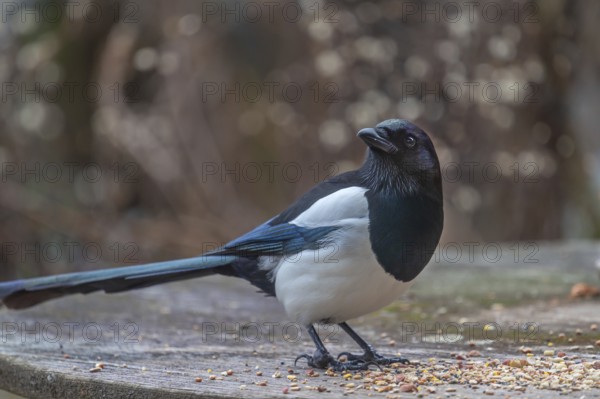 Magpie (Pic pica) at the feeding ground, Bavaria, Germany, Europe