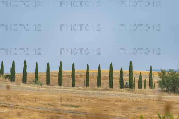 Typical Tuscan landscape in Crete Senesi with hills, trees, fields, cypresses and farm road in