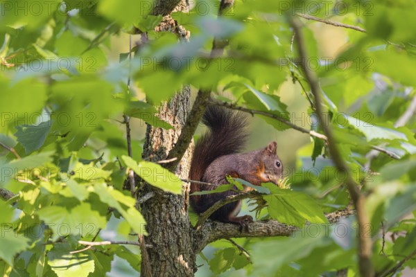 A  squirrel or Eurasian  squirrel (Sciurus vulgaris) eats from a Corylus colurna