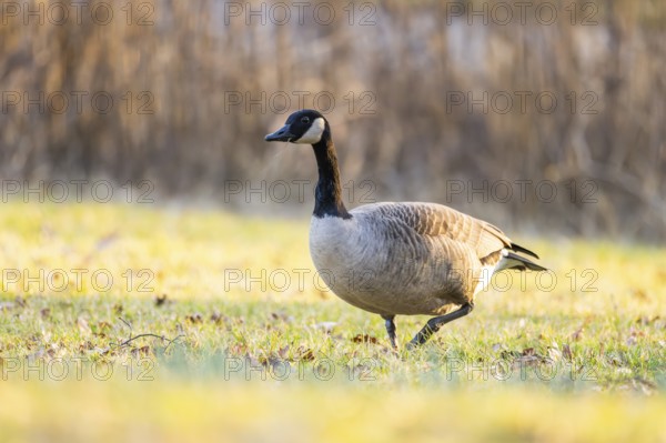 Canada goose (Branta canadensis) walking on a meadow in spring, Franconia, Bavaria, Germany, Europe
