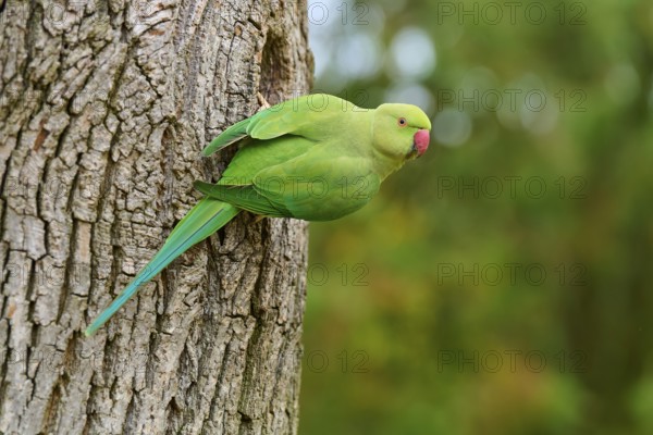 Green collared parakeet (Psittacula krameri), sitting in the nesting hole of a tree, looking