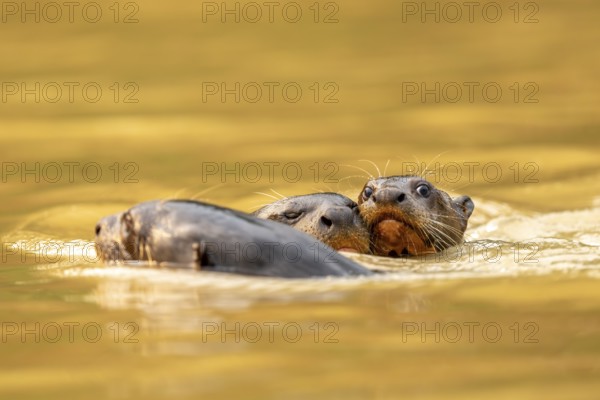 Three giant otters (Pteronura brasiliensis), playing young, North Pantanal, Barão de Melgaço,