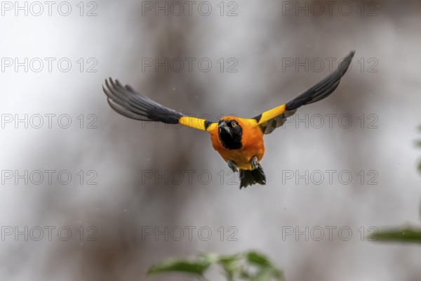 Orange-backed Oriole (Icterus croconotus), in flight, South Pantanal, Corumbá, Nhecolândia, Mato