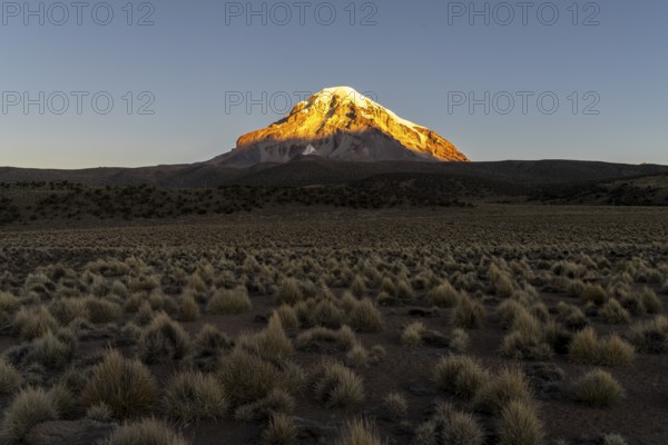 Nevado Sajama at sunset, snow-capped volcano, puna vegetation, Sajama National Park, Curahuara de