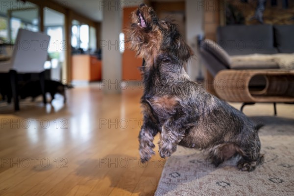 A dachshund (Canis lupus) jumps in a modern living room with a wooden floor and carpet