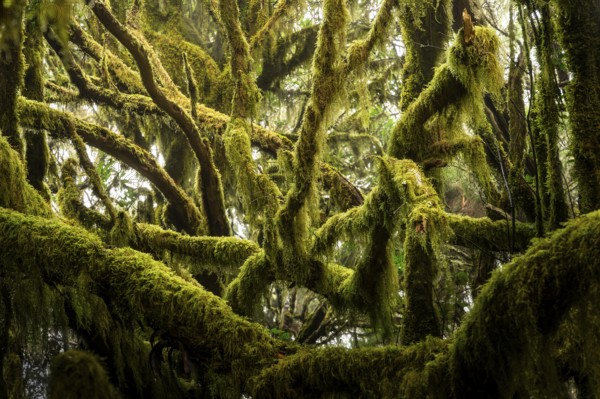 Trees with moss and lichen in the cloud forest of Garajonay National Park. Parque Nacional de