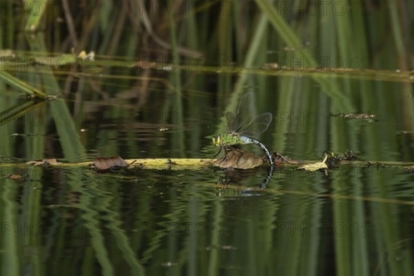 Emperor dragonfly (Anax imperator) adult female insect laying eggs in a pond in the summer,