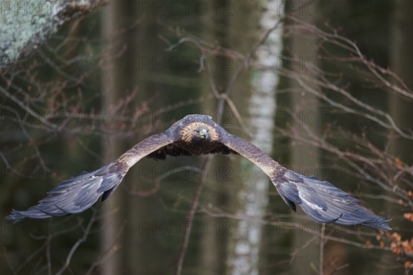 Golden eagle in flight (Aquila chrysaetos) Bavaria, Germany, Europe