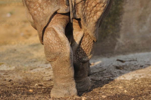 Close-up of a rhinoceros from behind, showing the textured skin and legs, rhinoceros unicorn,