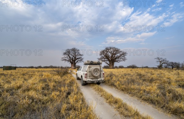 Off-road vehicle on a road, track between yellow dry grass leads to baobabs, Nxai Pan National