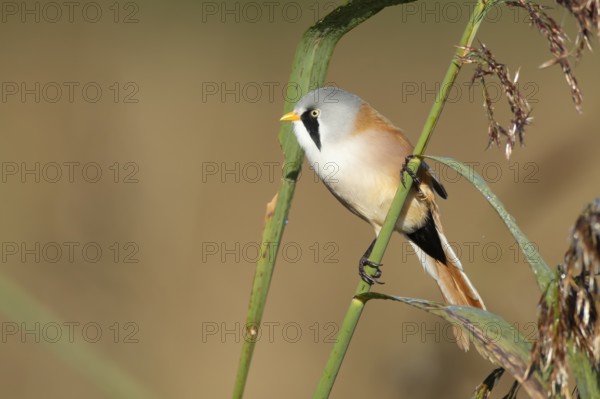 Bearded tit or reedling (Panurus biarmicus) adult male bird on a reed stem in a reedbed, England,